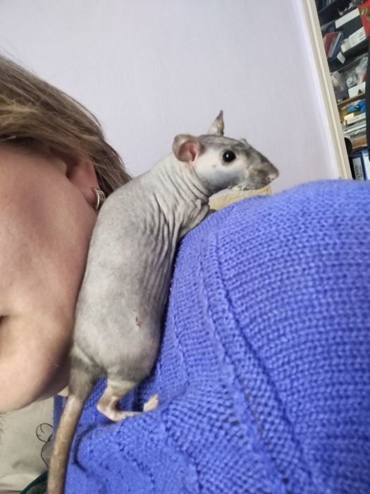 Щури декоративні ручні криси домашні гризуни