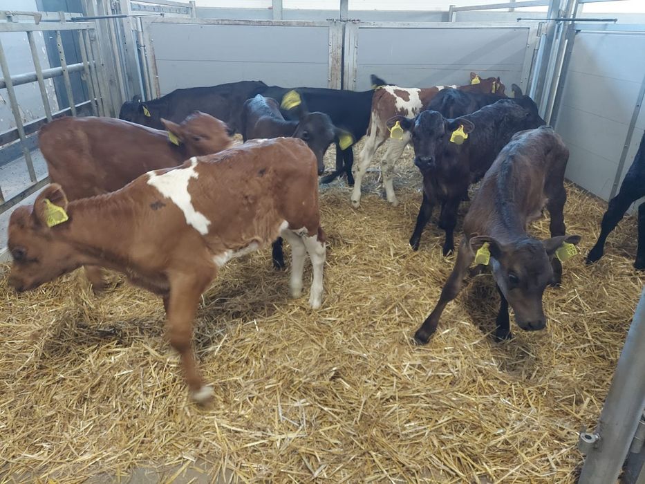 jałówki 3/4 tygodnie