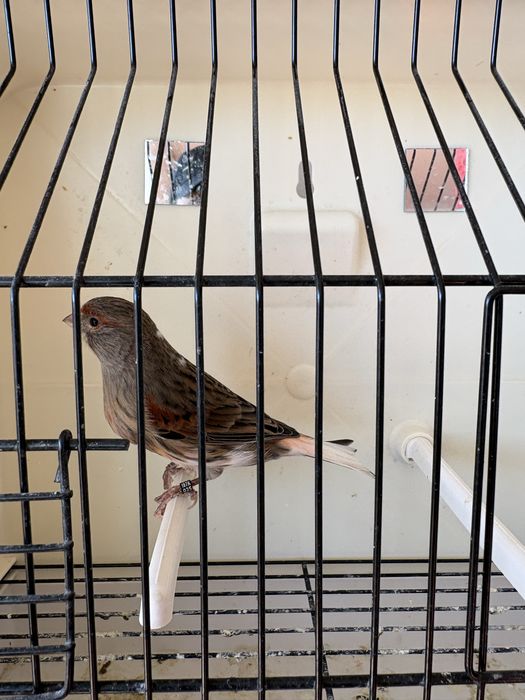 Canários Arlequim Português - 2025