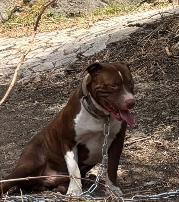 Pitbull para monta