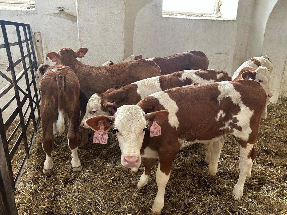 Byczki Cielęta Mięsne Simental Extra Towar Czechy Słowacja