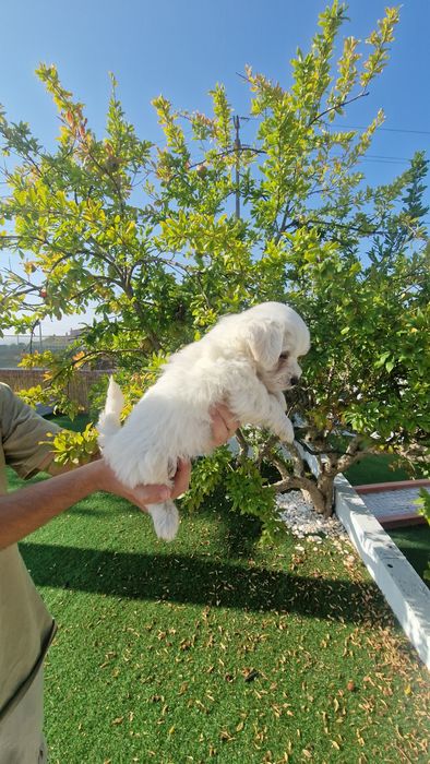 Bichon Maltês disponível