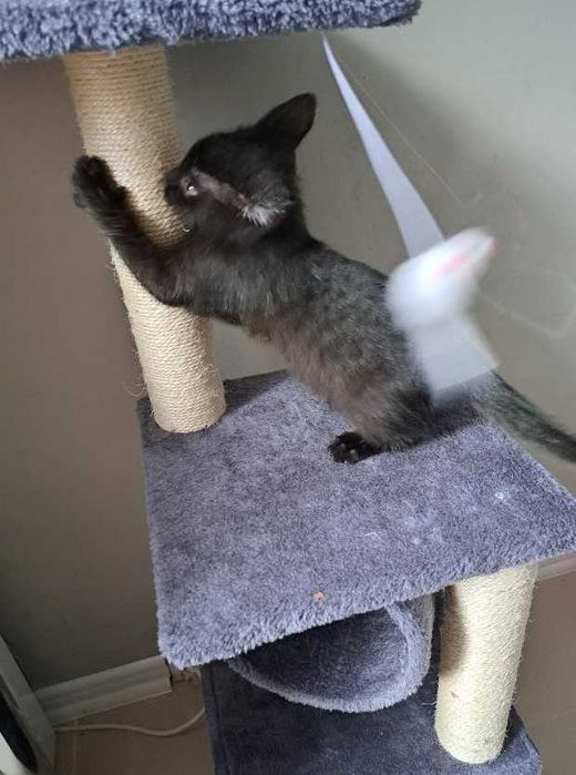 Drapak legowisko słupek do drapania, wieża dla kota 90 cm