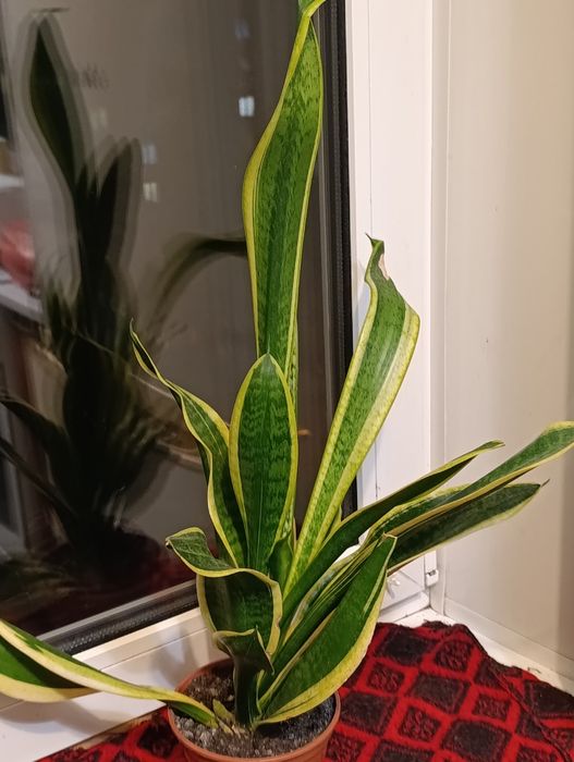 Комнатные растения