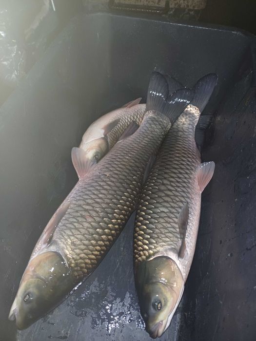 Karpie z własnego stawu