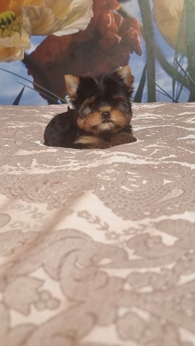 Розкішні міні гноміки