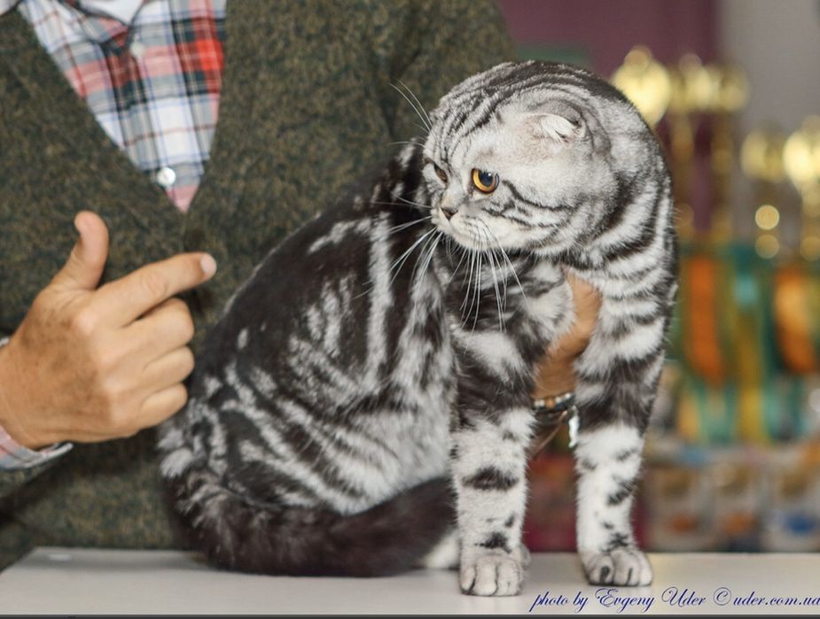 Вязка Шотландский кот