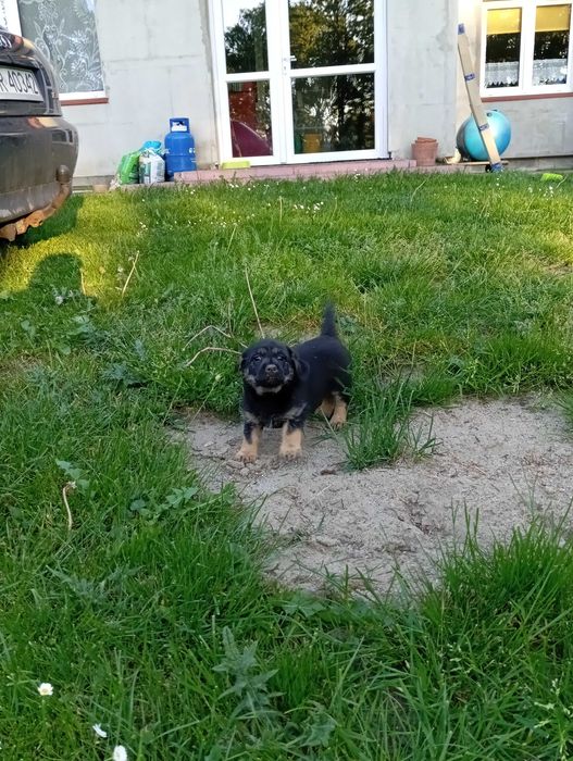 Szczeniaki oddam w dobre ręce
