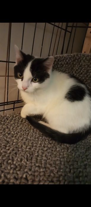 Mały kocurek szuka domu niewychodzącego