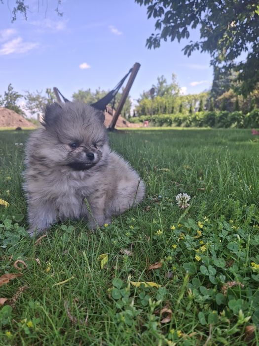 Szpic miniaturowy