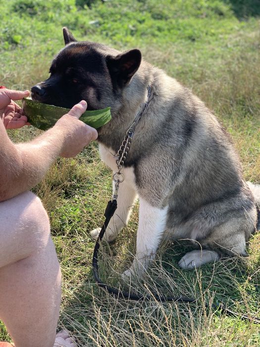 Акіта американська вязка