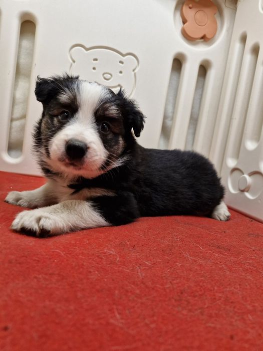Border Collie suczka tri color