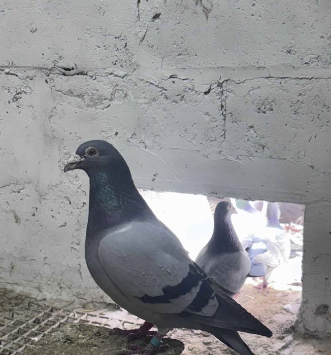 Pocztowe samce i samica