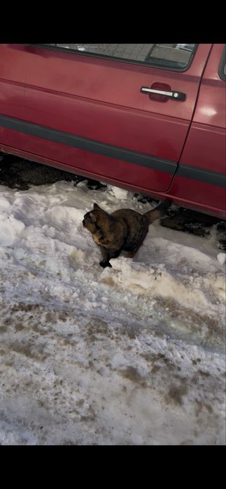 Кішка кіця черепашкова