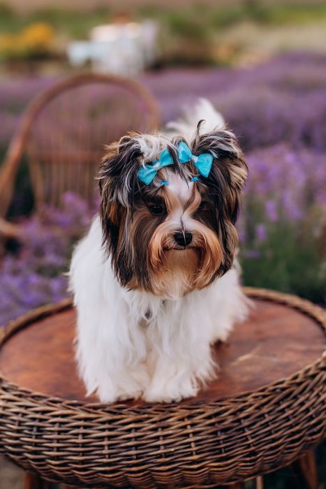 Клубний хлопчик БІВЕР відкритий для в'язок!