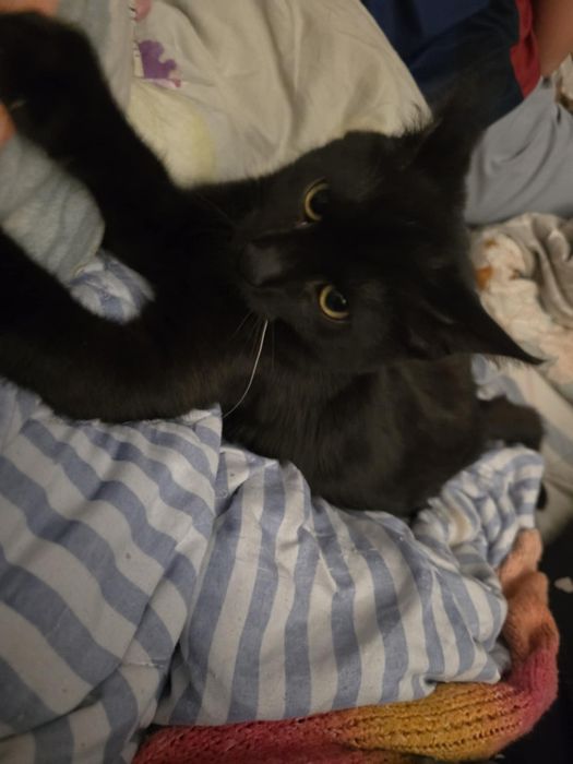 Piękności takie do adopcji