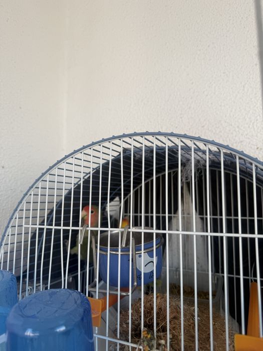 Casal Rosicollis + gaiola