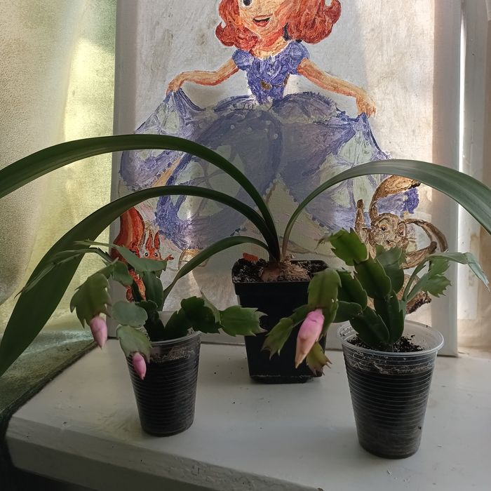 Квіти кімнатні.Різдвяник.