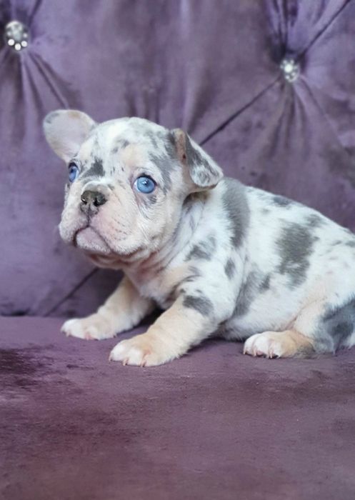 Лиловый мерле мальчик!