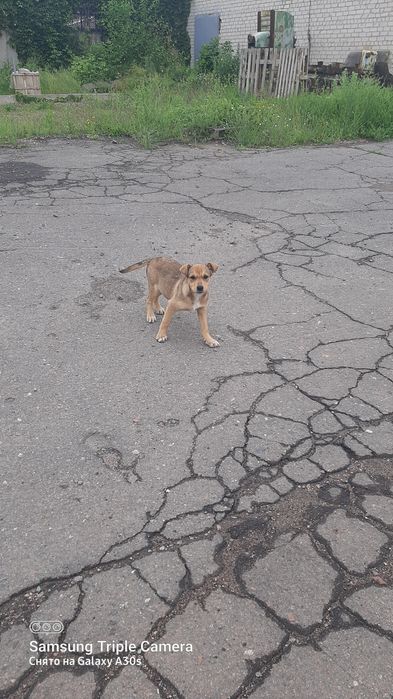 Віддам в добрі руки