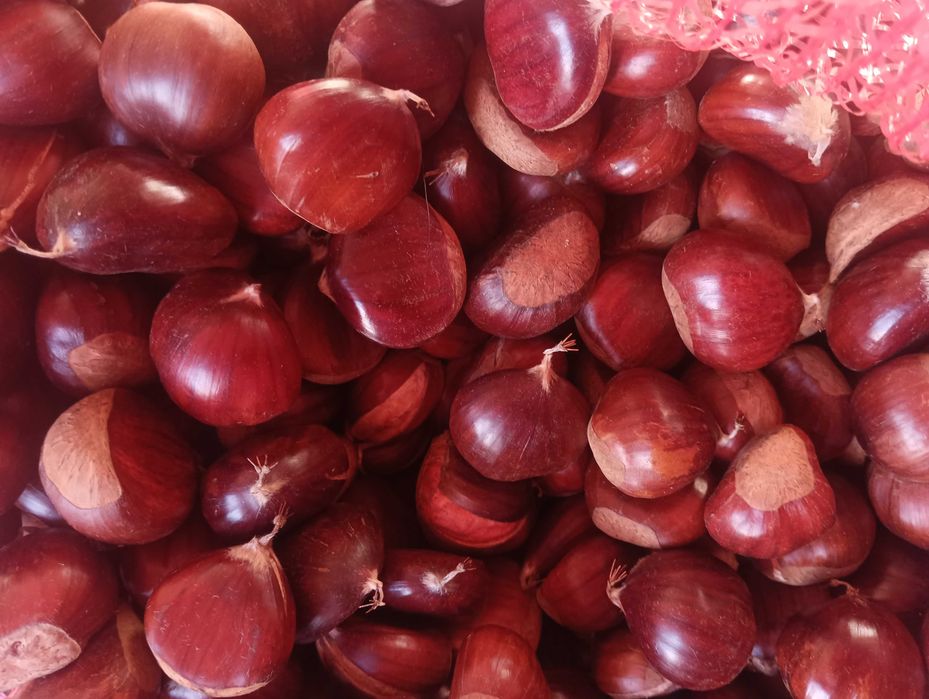 Vendo castanha Martainha de Sernancelhe em Lisboa