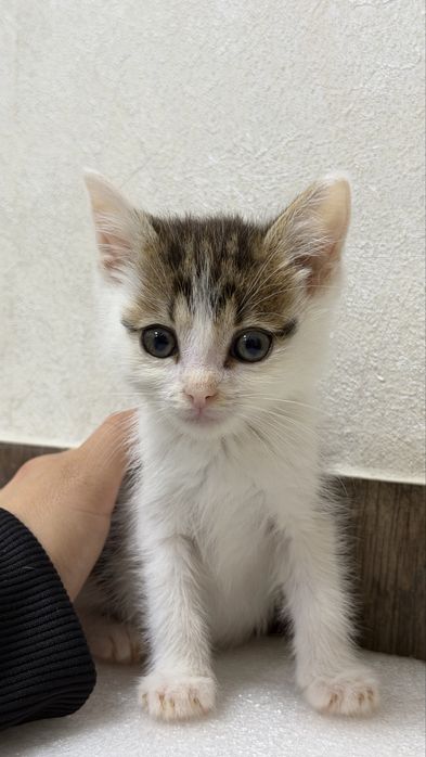 Кошеня котик кішка