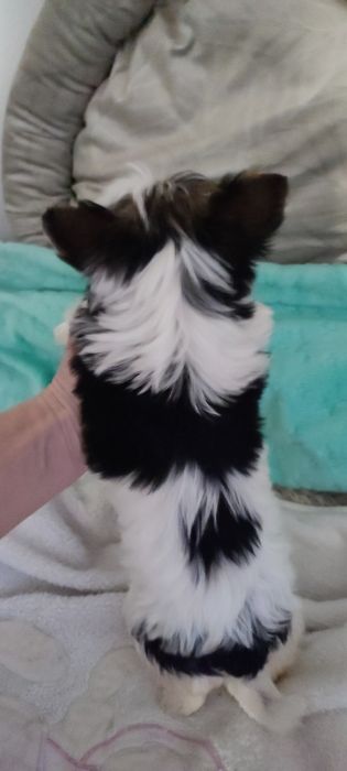 Yorkshire terrier biewer suczka