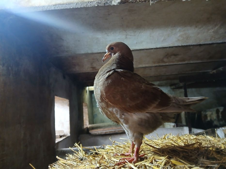 Sprzedam młodego Kinga