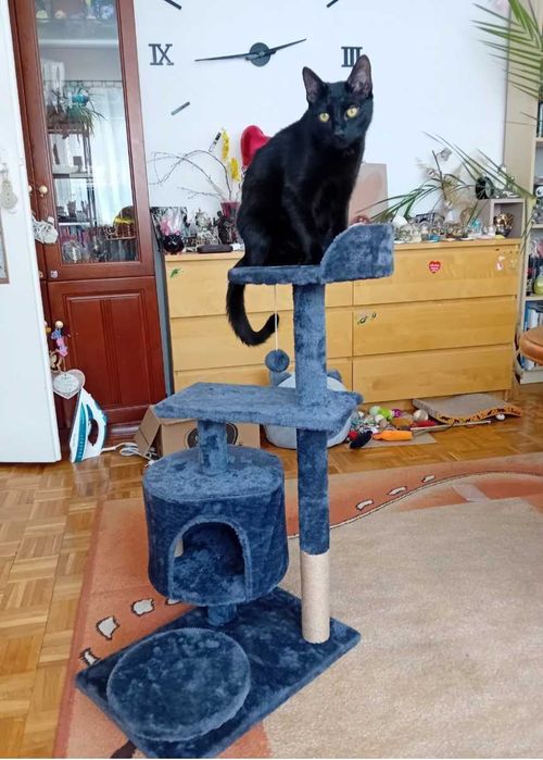 Drapak dla kota Springos szary wysoki 4 poziomy sizal 61-100 cm