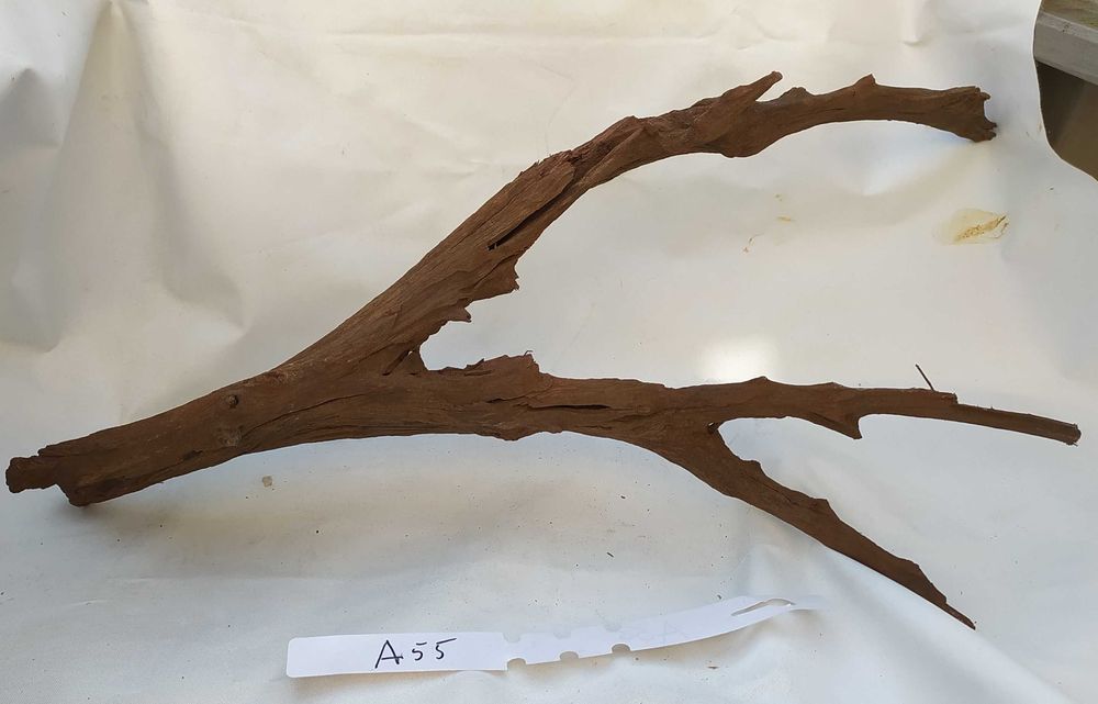 Korzeń mangrowca o ciekawym kształcie-duży