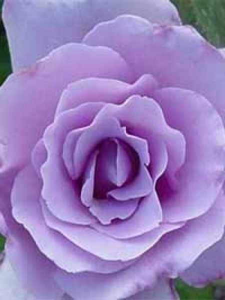 Roseira que dá a ROSA AZUL - Muito lindas