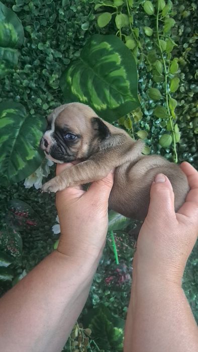 Bulldog francês  fawn