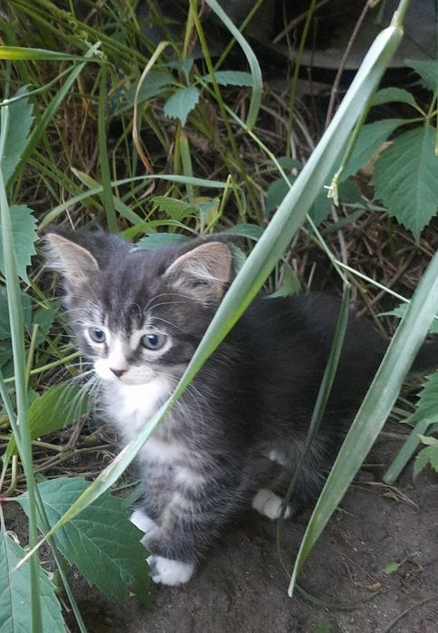 Кошенята шукають сім'ю