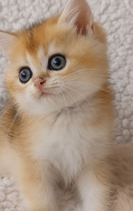 Gatinho British Golden Shorthair