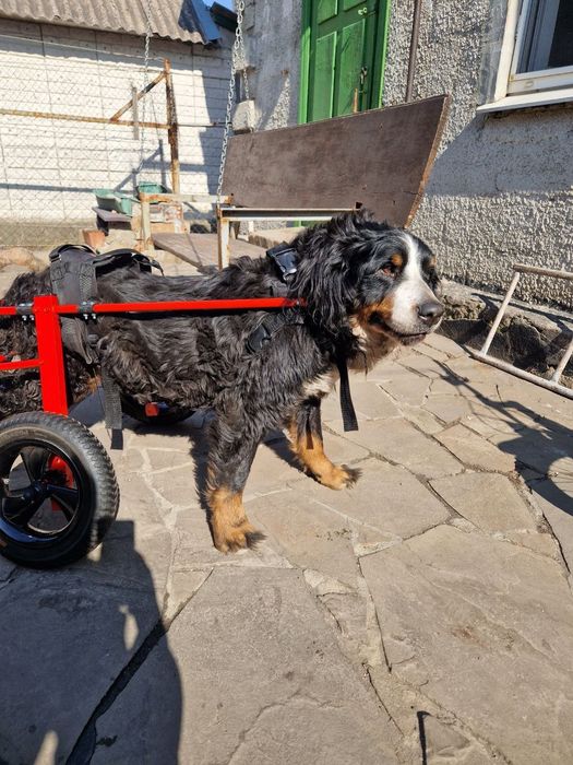 Изготовление инвалидных колясок для собак Инвалидная коляска для собак