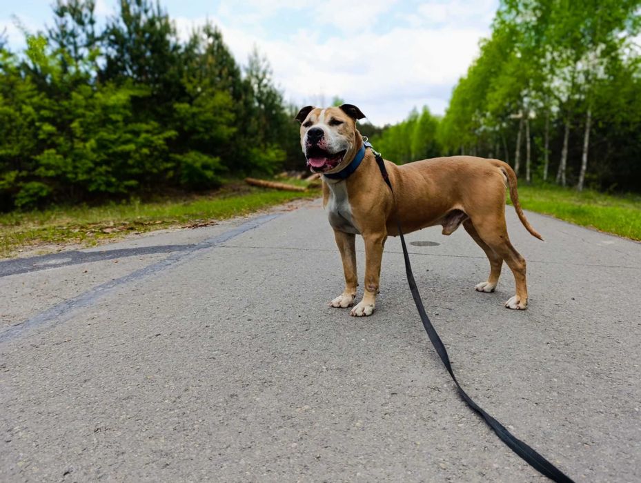 Amstaff # Pitbull # dog # adopcja