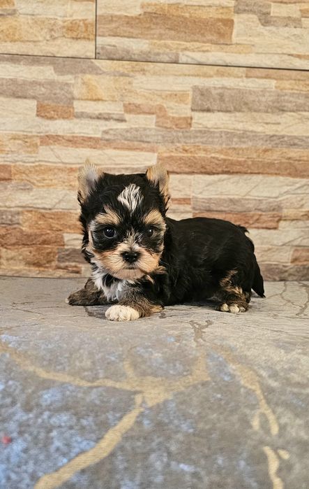 Yorkshire Terrier śliczny mały piesio