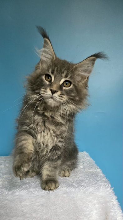 Девочка Мейн-кун,  голубой мрамор