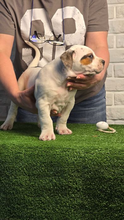 American bully xl