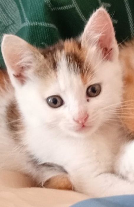 Кошенята в добрі руки