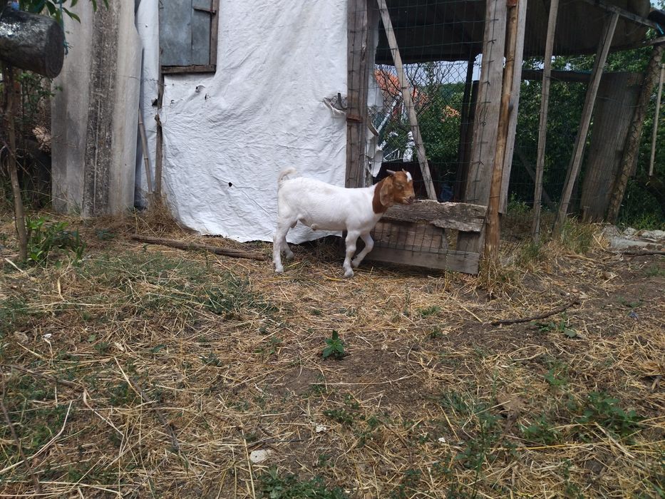 Vendo cabrito boer