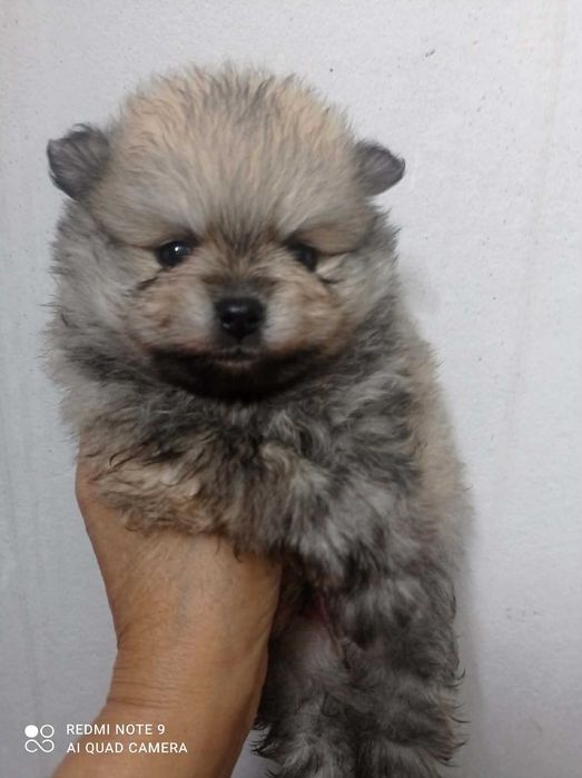 Spitz Alemão Anão ou Lulu da Pomerânia