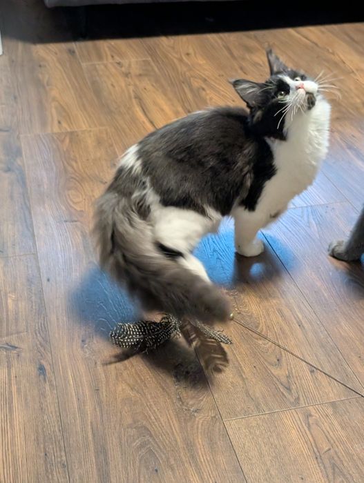 Kotka czarno biała Maine Coon. Zapraszamy