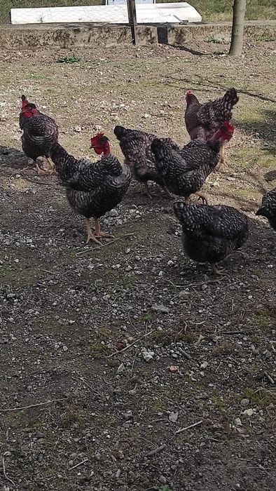 Ovos pedrês portuguesa para incubação - Dúzia 15€