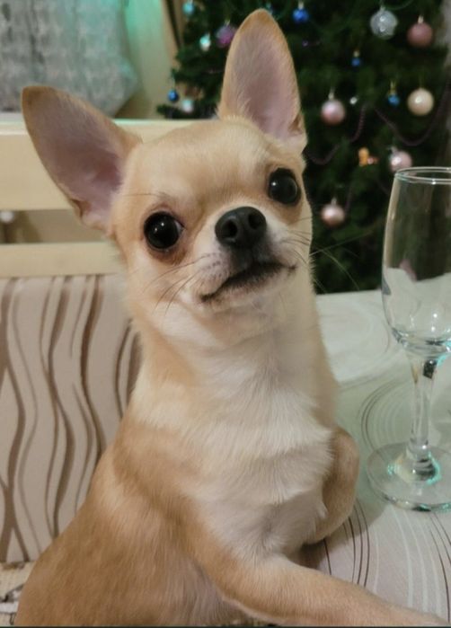 Вязка Чихуахуа мальчик