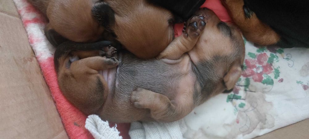 Продаю цуценят Такси рудого кольору стандарт.Щенки таксы стандарт