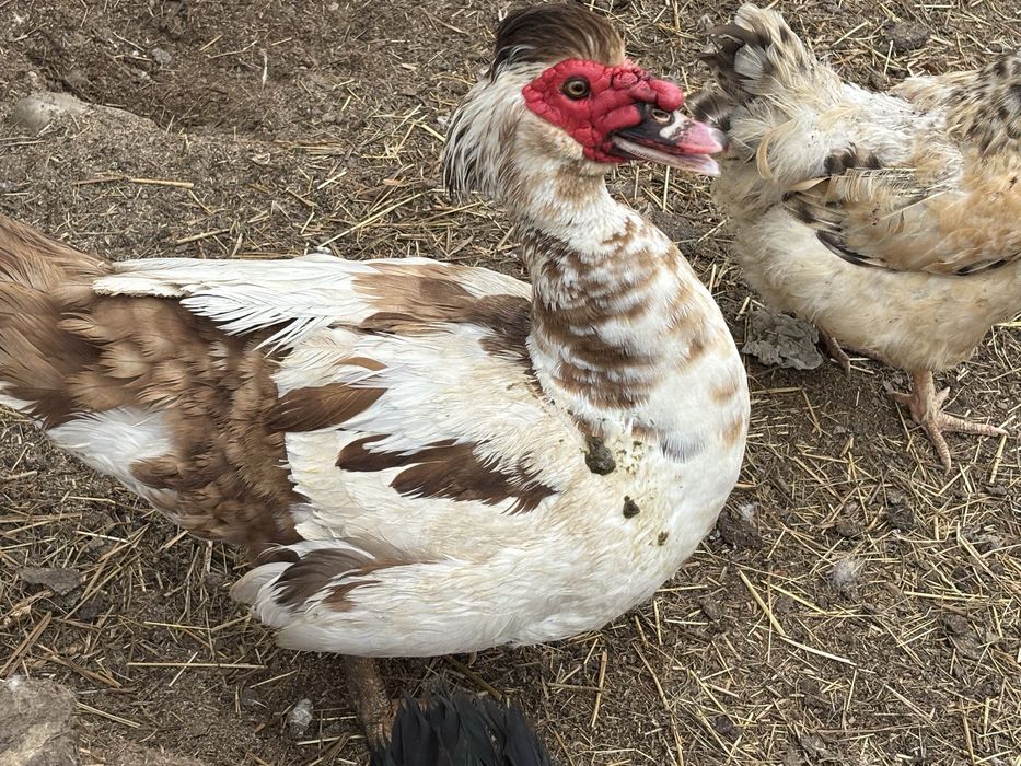 Продам качині яйця на інкубацію  від качок