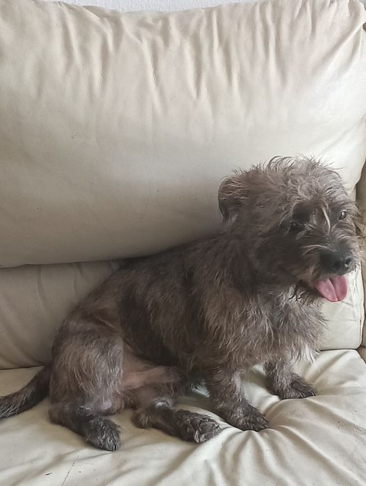 Dou cachorro ainda não tem dois anos
