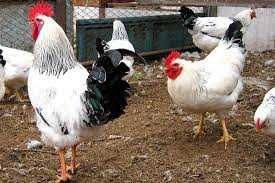 инкубационное яйцо оптом и в розницу