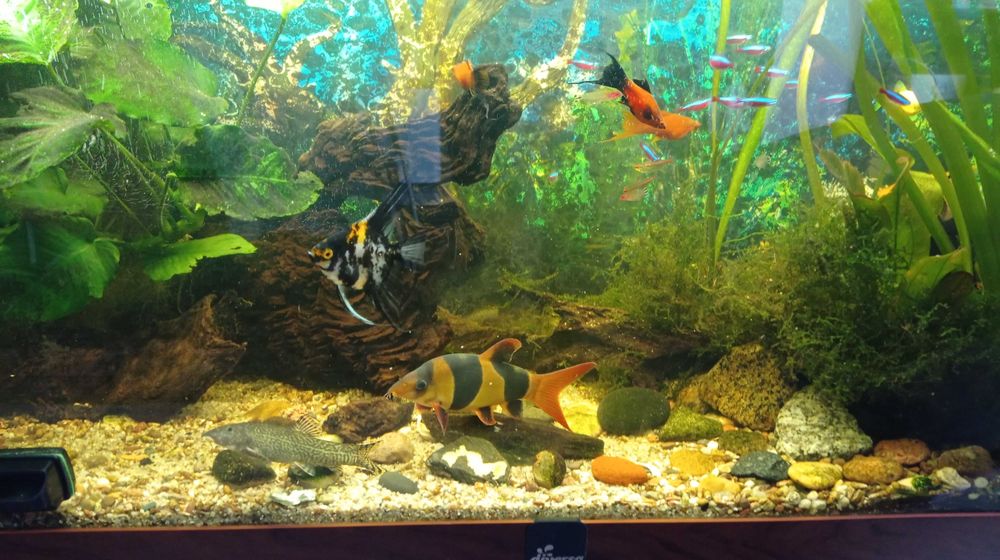 Akwarium 220l z szafką i naturą w bardzo dobrym stanie.